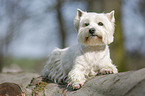 lying West Highland White Terrier