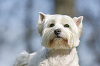 West Highland White Terrier Portrait