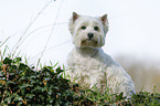 sitting West Highland White Terrier