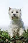 sitting West Highland White Terrier