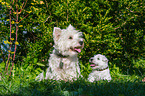 West Highland White Terrier