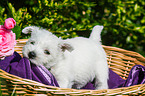 West Highland White Terrier Puppy