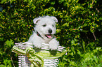 West Highland White Terrier Puppy