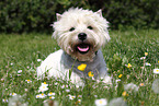 lying West Highland White Terrier