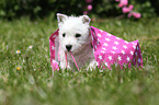 West Highland White Terrier Puppy