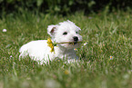 West Highland White Terrier Puppy