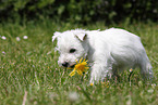 West Highland White Terrier Puppy