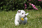 West Highland White Terrier Puppy