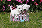 West Highland White Terrier Puppies