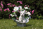 West Highland White Terrier Puppy