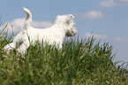 West Highland White Terrier Puppy