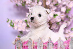 West Highland White Terrier Puppy