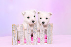 2 West Highland White Terrier Puppies