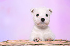 West Highland White Terrier Puppy