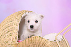 West Highland White Terrier Puppy