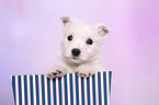 West Highland White Terrier Puppy