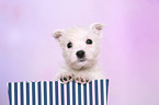 West Highland White Terrier Puppy