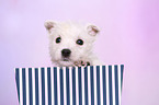 West Highland White Terrier Puppy