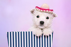 West Highland White Terrier Puppy