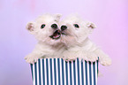 2 West Highland White Terrier Puppies