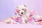 West Highland White Terrier Puppy