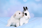 puppy and rabbit