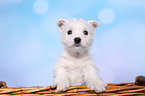 West Highland White Terrier Puppy