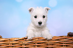 West Highland White Terrier Puppy