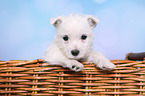 West Highland White Terrier Puppy