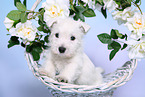 West Highland White Terrier Puppy