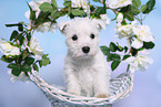 West Highland White Terrier Puppy