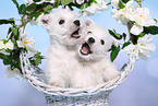 2 West Highland White Terrier Puppies