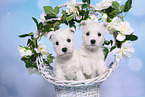 2 West Highland White Terrier Puppies