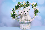 2 West Highland White Terrier Puppies