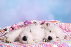 2 West Highland White Terrier Puppies