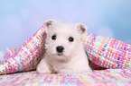 West Highland White Terrier Puppy