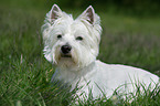 lying West Highland White Terrier