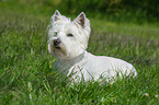 lying West Highland White Terrier