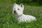 lying West Highland White Terrier