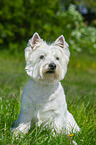 sittinhg West Highland White Terrier