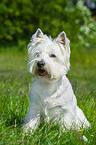 sittinhg West Highland White Terrier