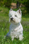 sittinhg West Highland White Terrier