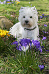 lying West Highland White Terrier