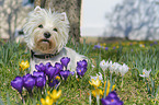 lying West Highland White Terrier