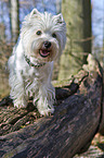 West Highland White Terrier