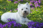 lying West Highland White Terrier