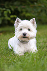 lying West Highland White Terrier