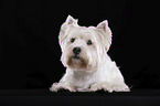 lying West Highland White Terrier