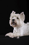 lying West Highland White Terrier