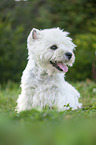 sitting West Highland White Terrier